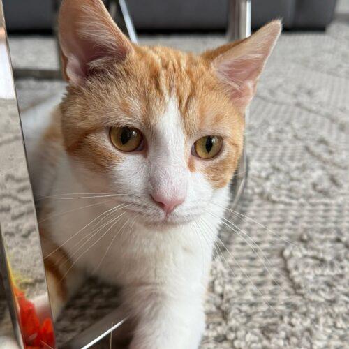 Chester, a Adoptable Domestic Short Hair in Canal Winchester, OH image 3/5