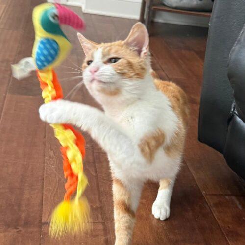 Chester, a Adoptable Domestic Short Hair in Canal Winchester, OH image 4/5
