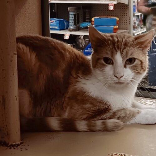 Chester, a Adoptable Domestic Short Hair in Canal Winchester, OH image 5/5