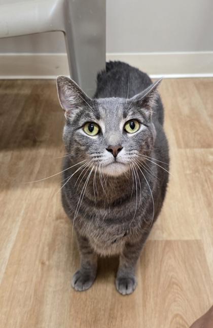 Sushi, Adoptable, Adult Male Domestic Short Hair.
