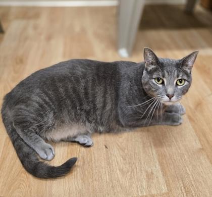 Enlarge Sushi, a Adoptable mixed breed in Woodstock, IL image 2/4