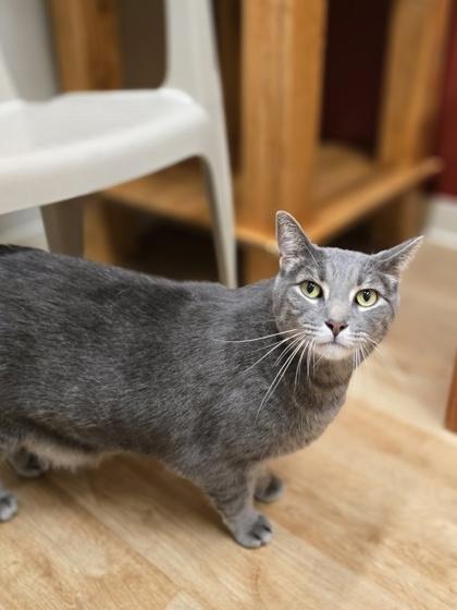 Enlarge Sushi, a Adoptable mixed breed in Woodstock, IL image 4/4