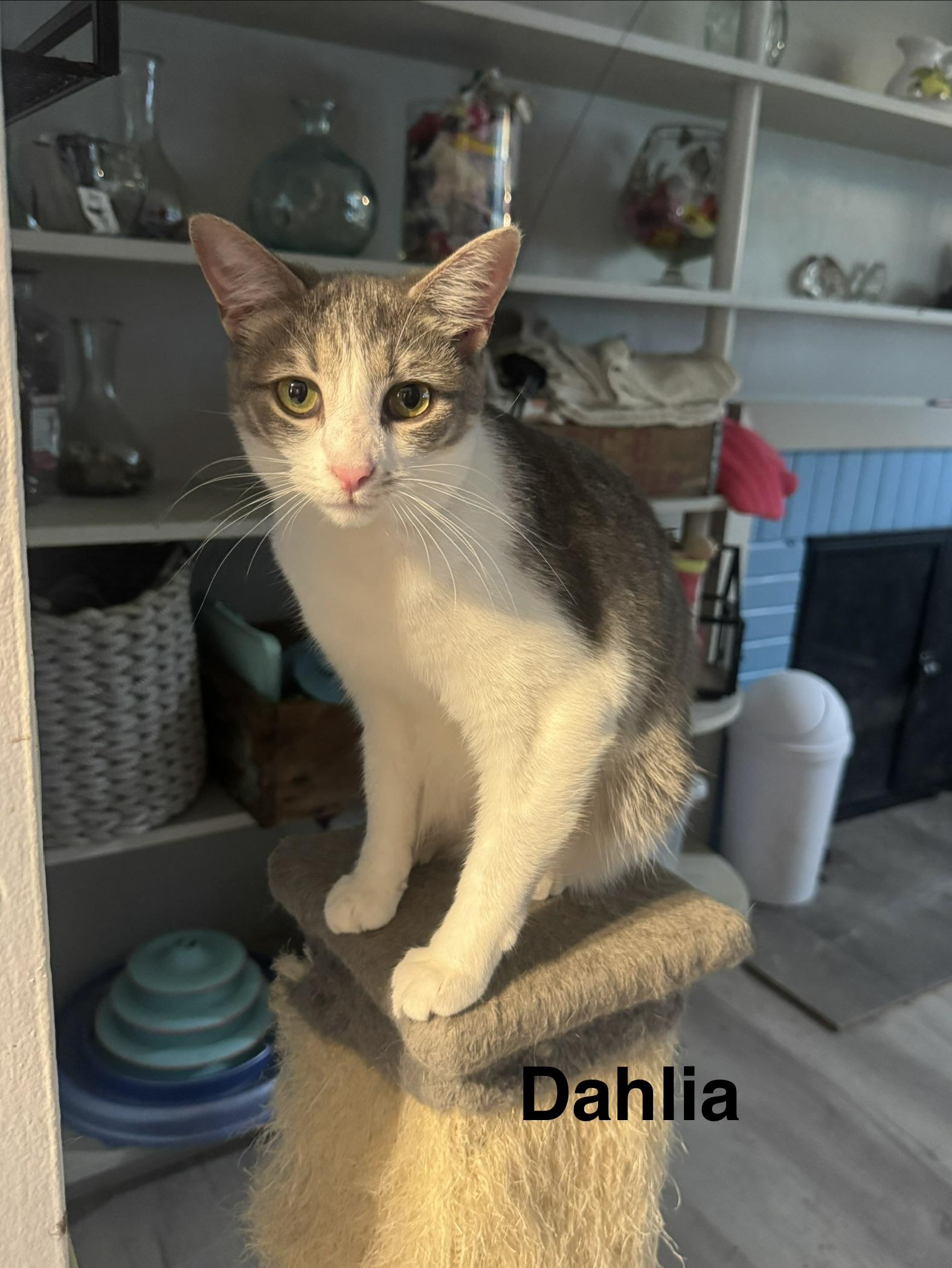 Enlarge Dahlia, a Adoptable mixed breed in Massillon, OH image 4/4