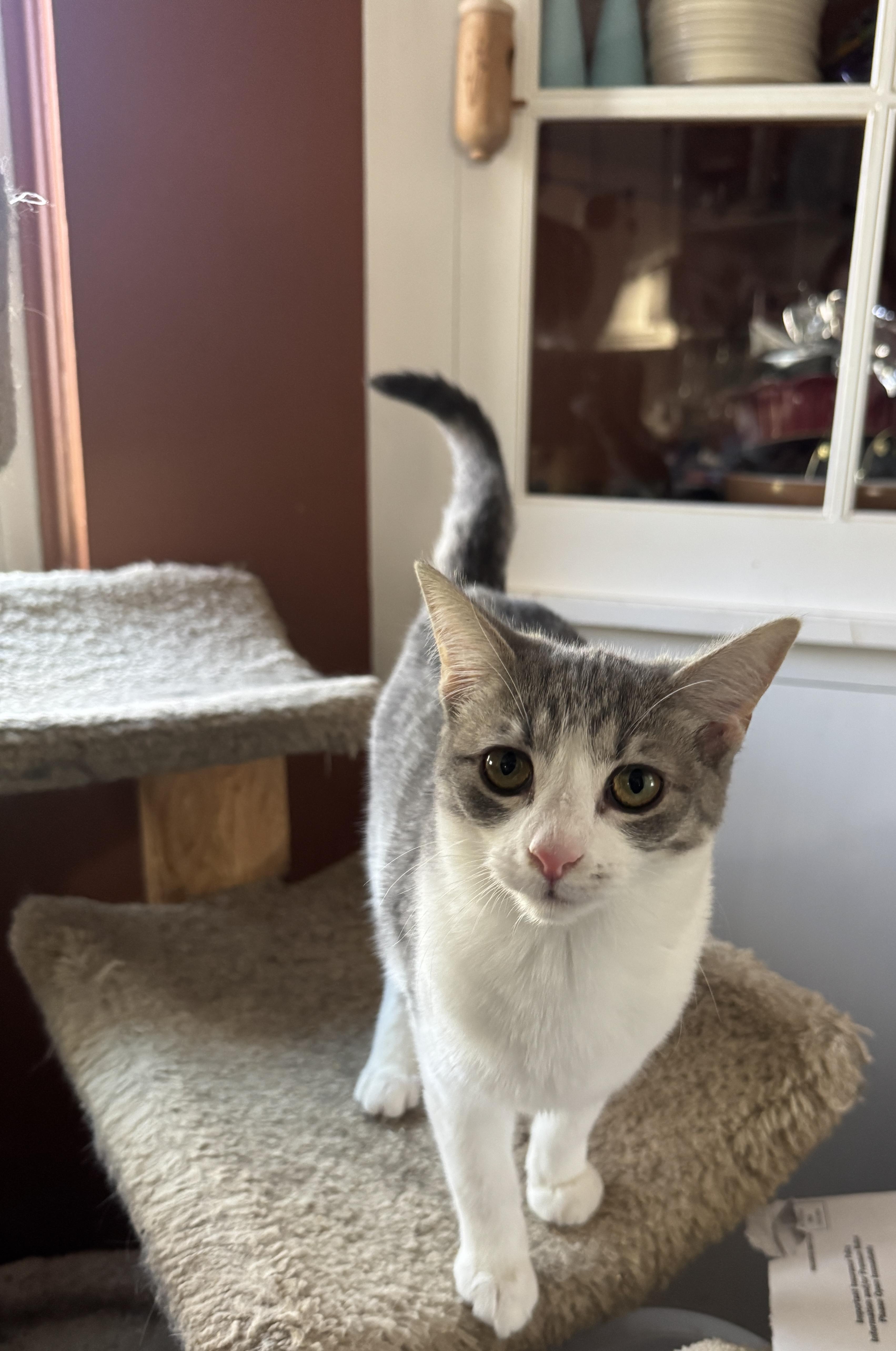 Enlarge Dahlia, a ADOPTABLE mixed breed in Massillon, OH image 2/2