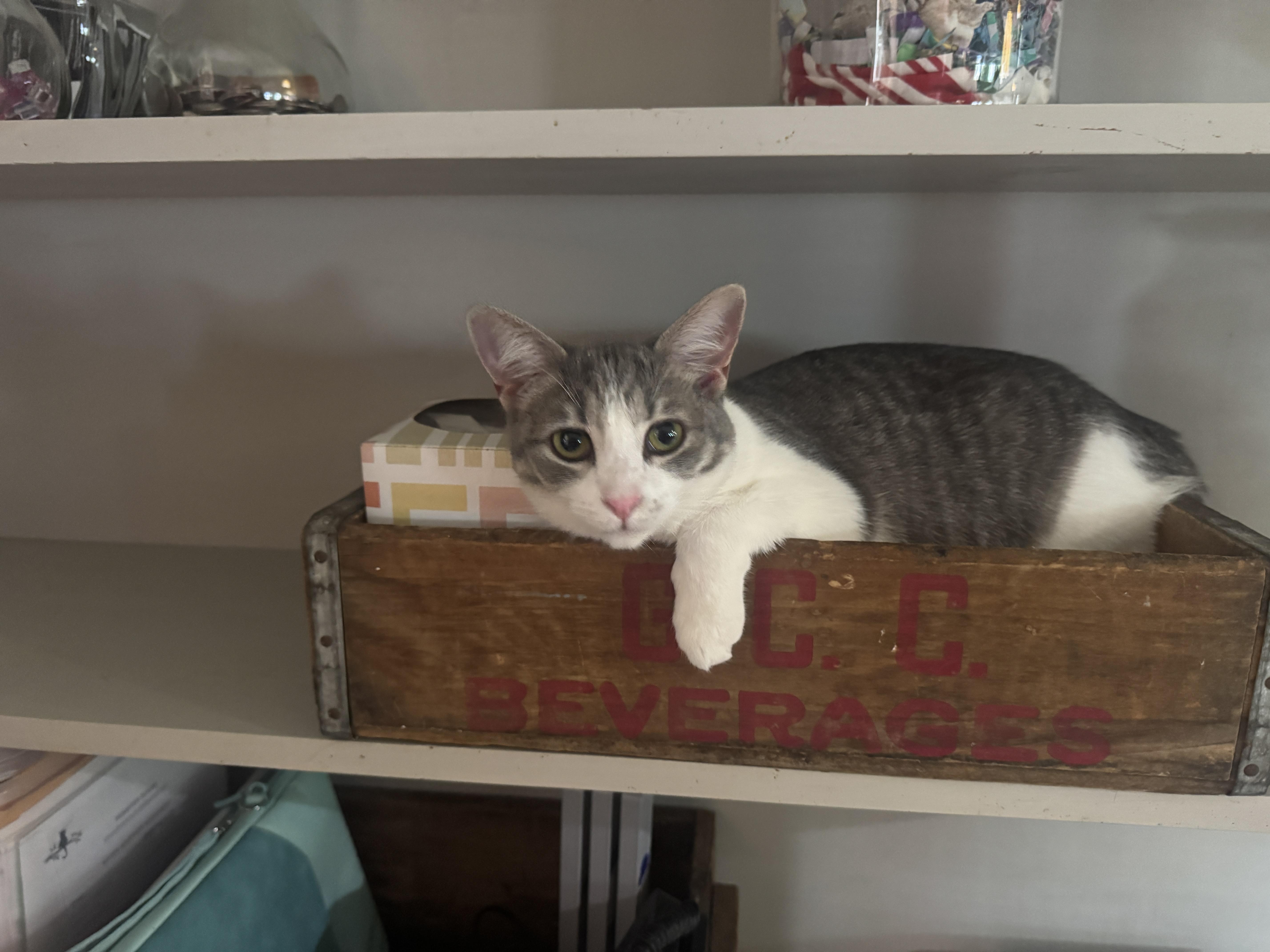 Enlarge Dahlia, a Adoptable mixed breed in Massillon, OH image 3/4