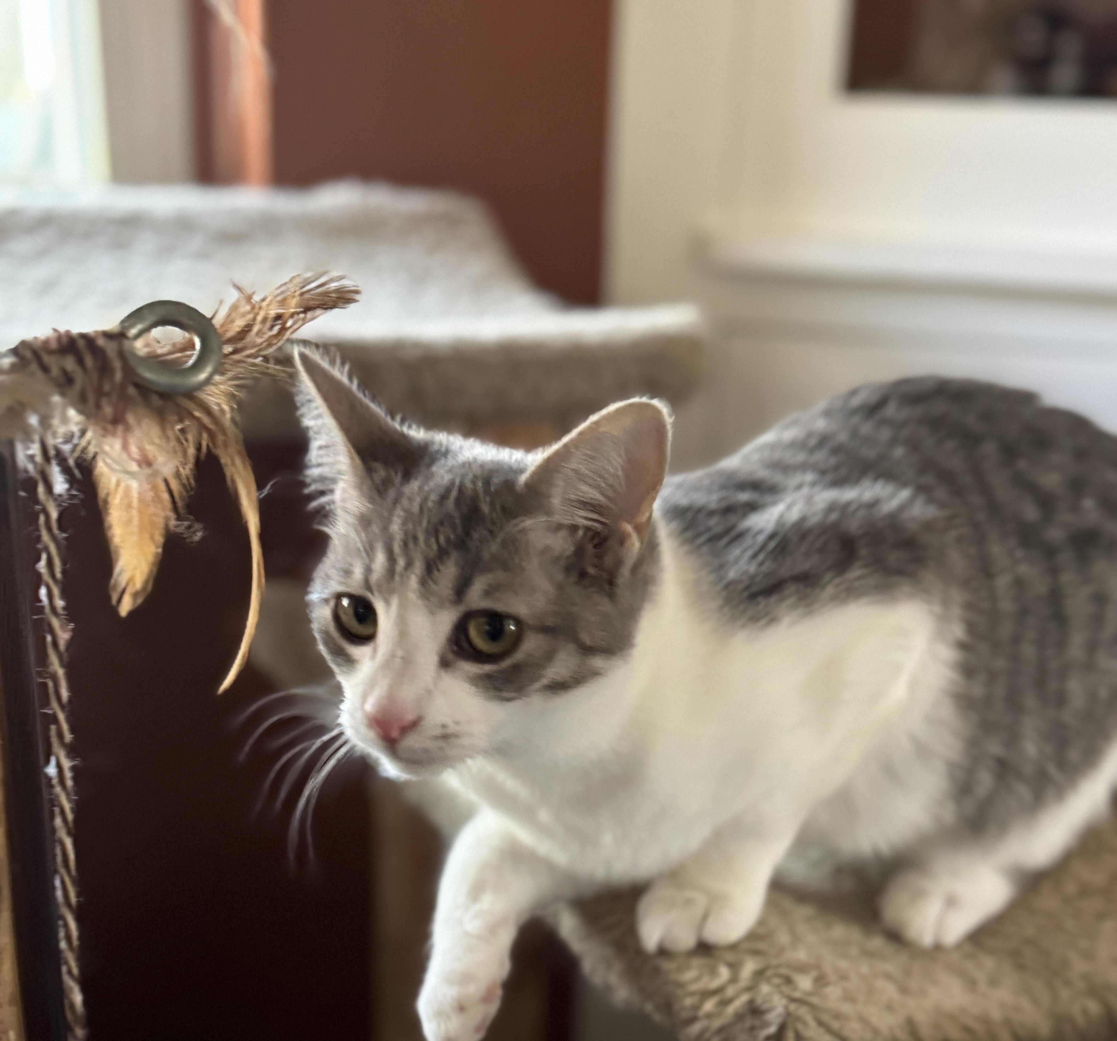 Enlarge Dahlia, a ADOPTABLE mixed breed in Massillon, OH image 1/2