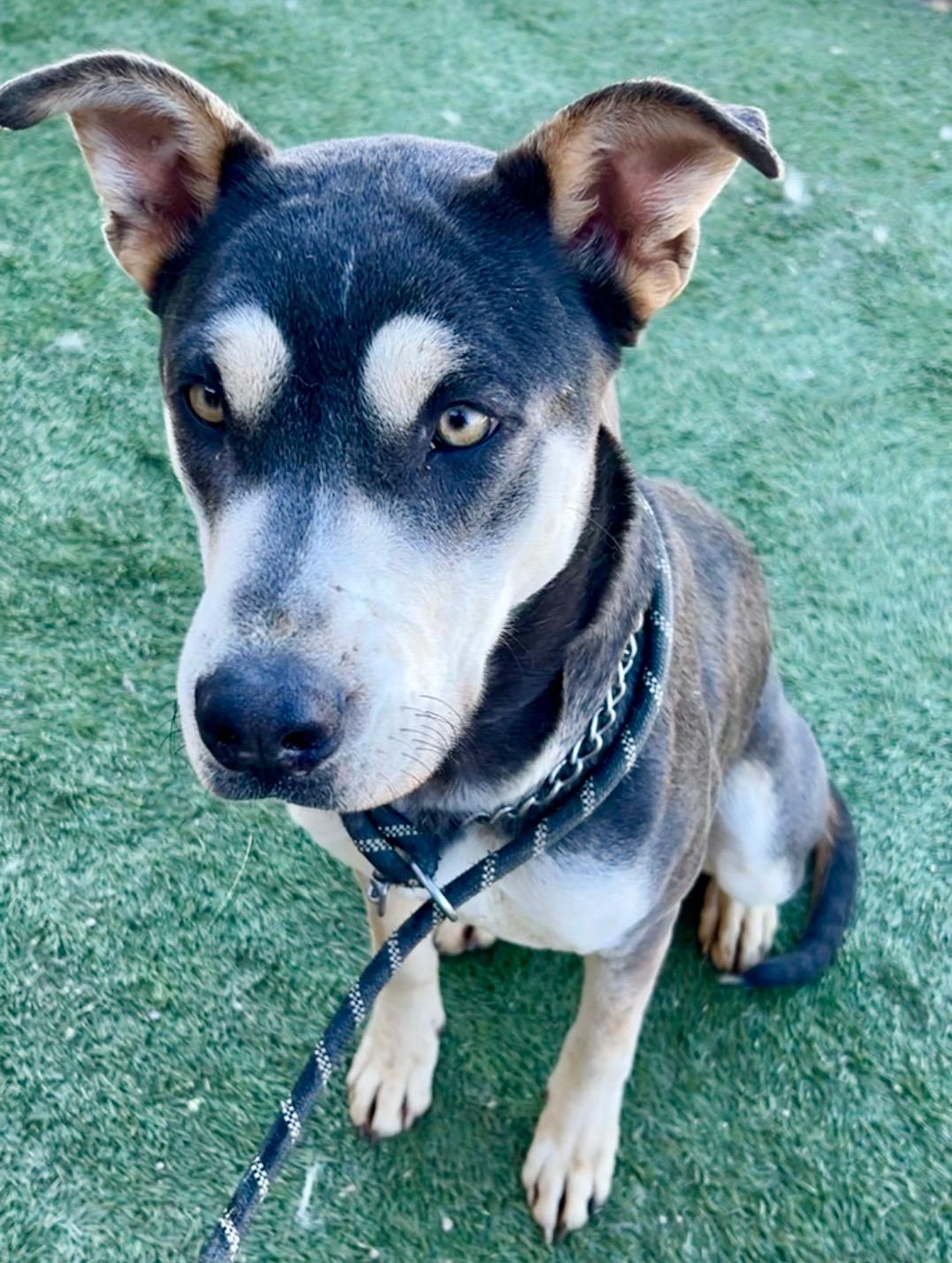 Enlarge April, a Adoptable mixed breed in Thousand Oaks, CA image 5/6