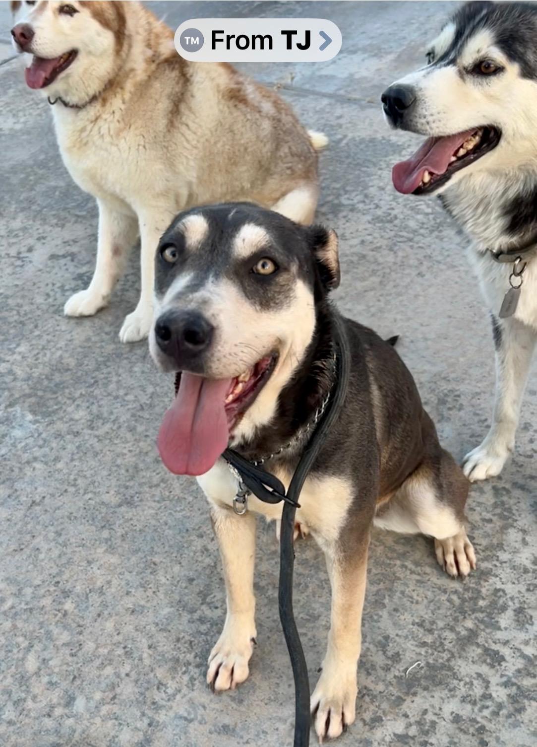 Enlarge April, a Adoptable mixed breed in Thousand Oaks, CA image 2/6