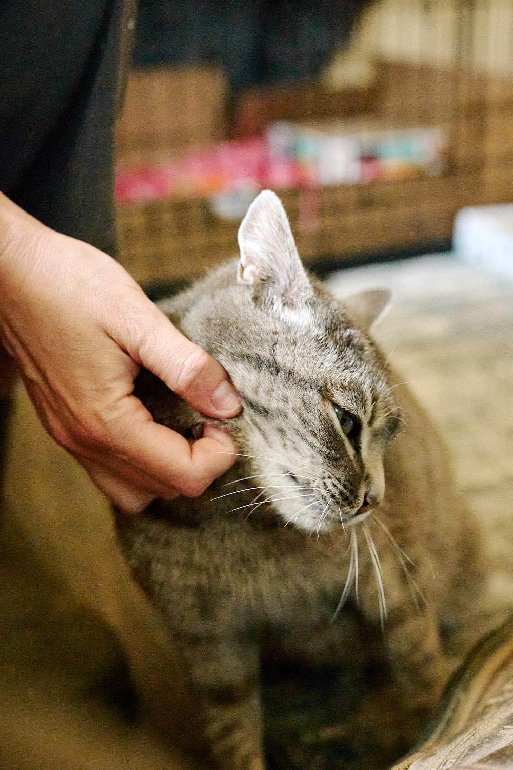 Enlarge Heidi, a ADOPTABLE Domestic Short Hair in Floyd, VA image 2/6