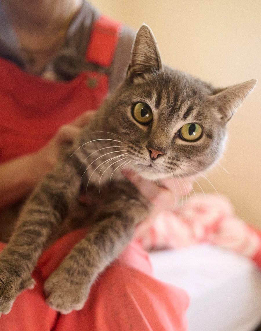 Enlarge Heidi, a ADOPTABLE Domestic Short Hair in Floyd, VA image 4/6