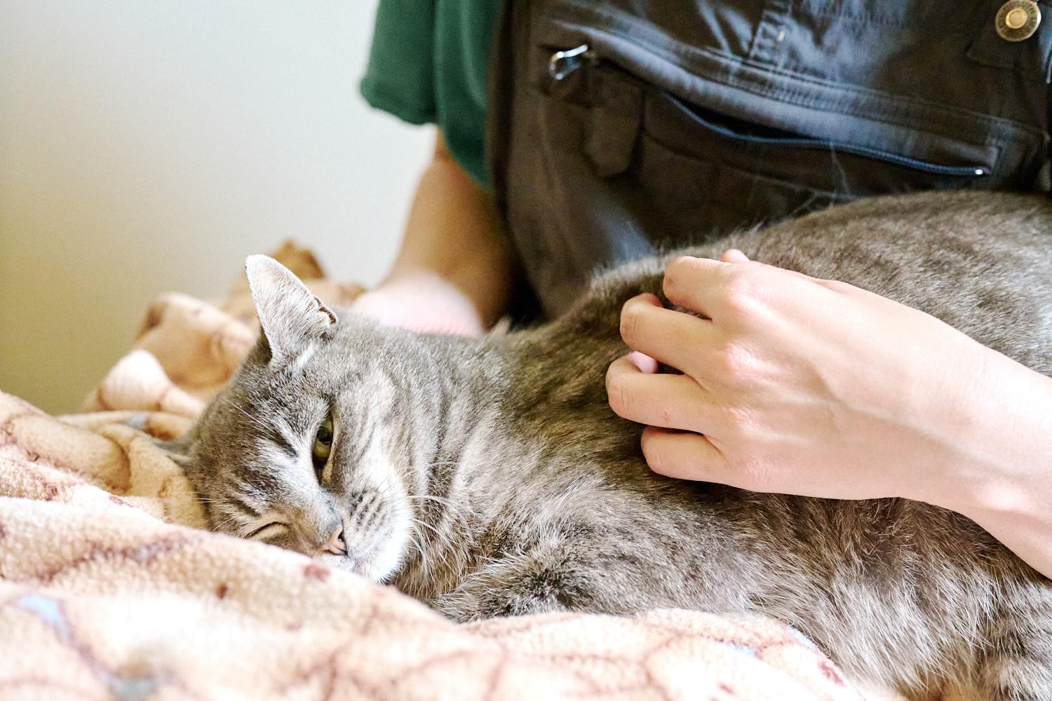 Enlarge Heidi, a ADOPTABLE Domestic Short Hair in Floyd, VA image 5/6