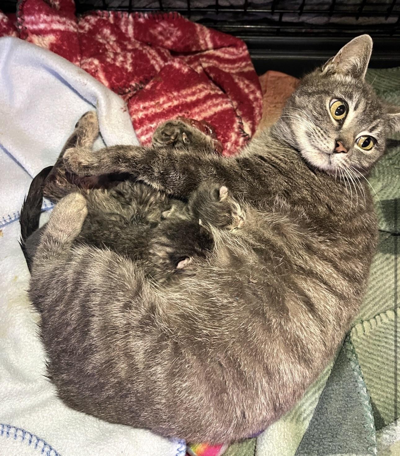 Enlarge Heidi, a ADOPTABLE Domestic Short Hair in Floyd, VA image 6/6