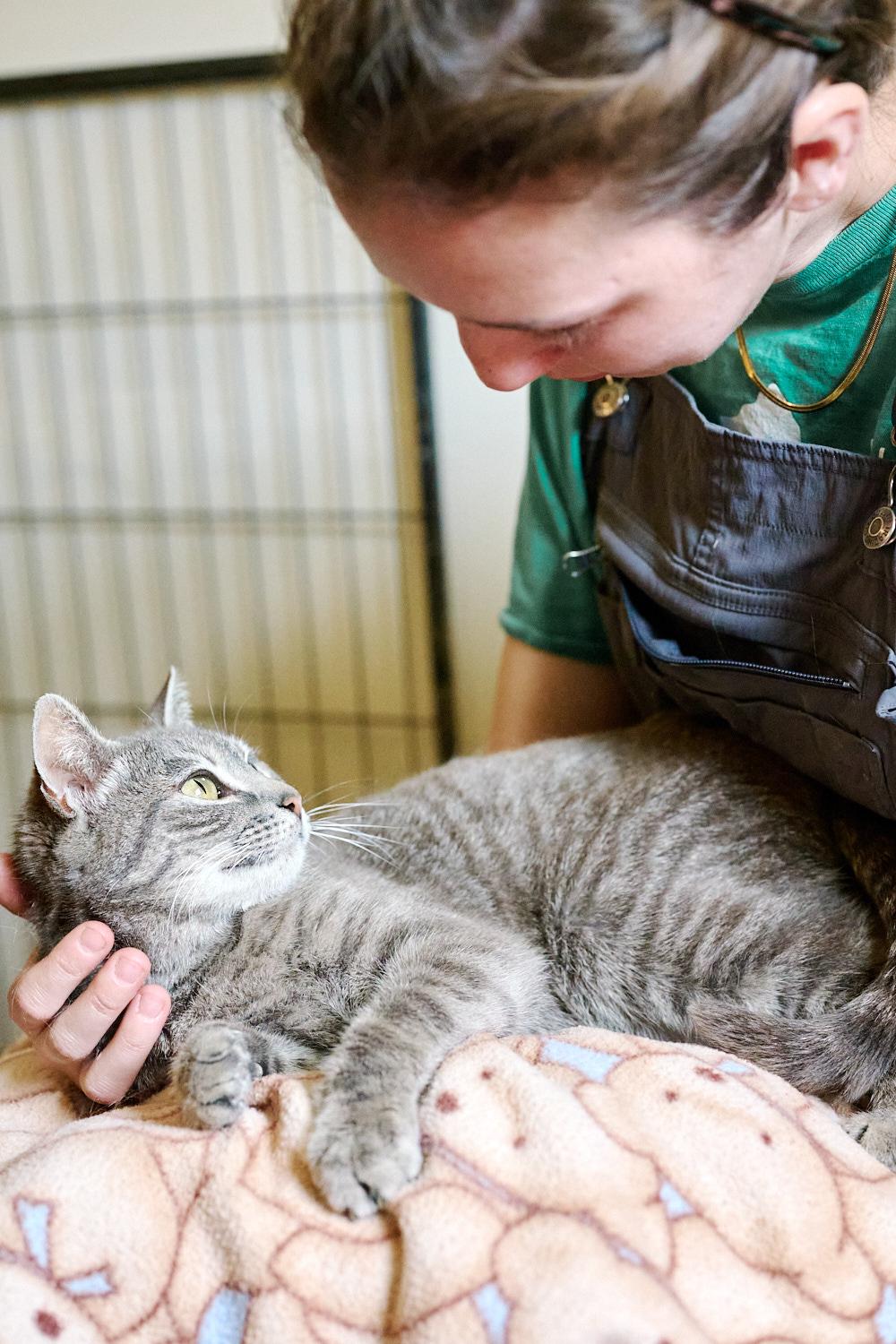 Enlarge Heidi, a ADOPTABLE Domestic Short Hair in Floyd, VA image 3/6