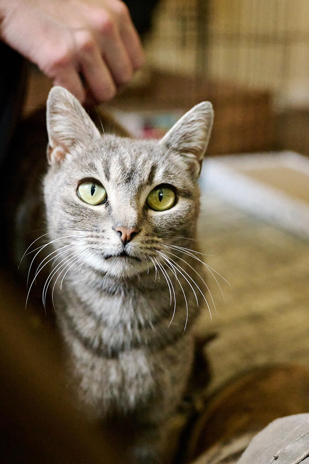Enlarge Heidi, a ADOPTABLE Domestic Short Hair in Floyd, VA image 1/6