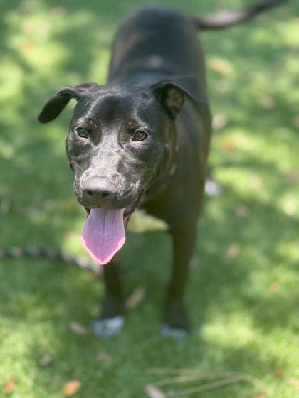 Aggie - 2, a Adoptable mixed breed in Daytona Beach, FL image 1/3