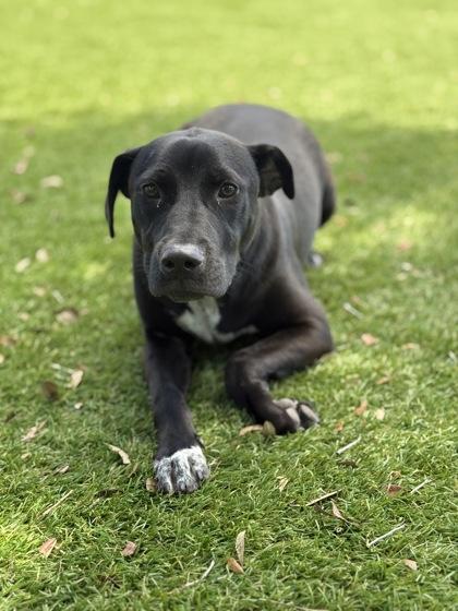 Aggie - 2, a Adoptable mixed breed in Daytona Beach, FL image 2/3