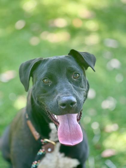 Aggie - 2, a Adoptable mixed breed in Daytona Beach, FL image 3/3