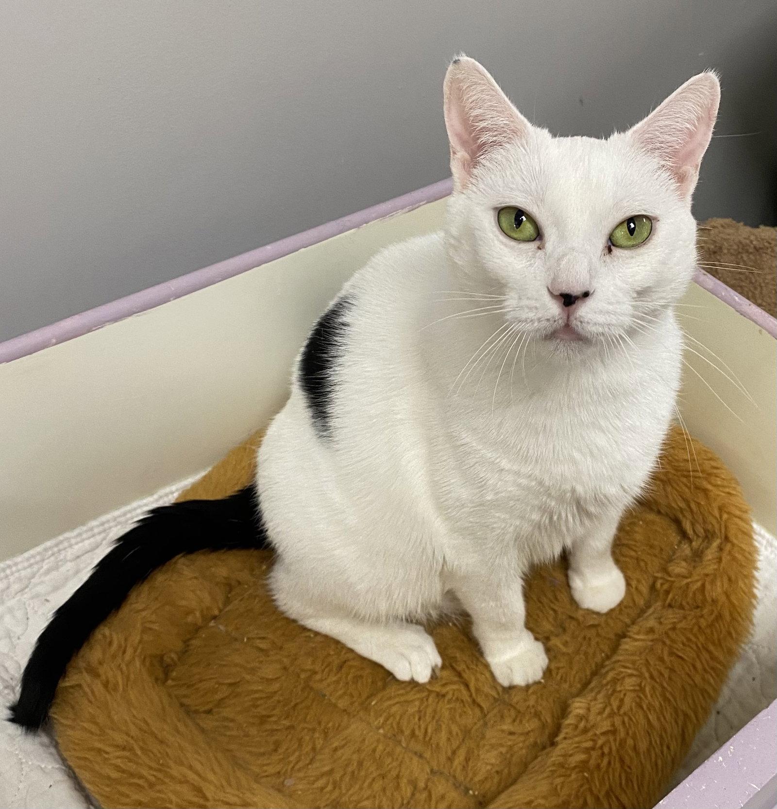 Wild Card, a Adoptable Domestic Short Hair in Satellite Beach, FL image 1/3