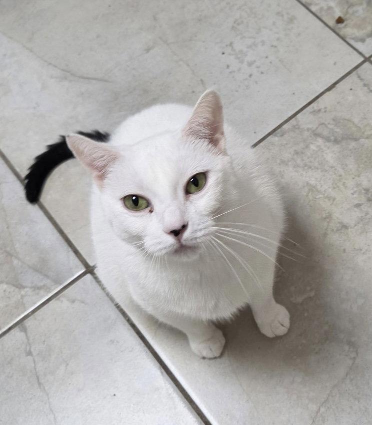 Wild Card, a Adoptable Domestic Short Hair in Satellite Beach, FL image 2/3
