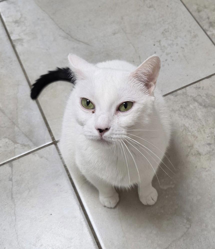 Wild Card, a Adoptable Domestic Short Hair in Satellite Beach, FL image 3/3