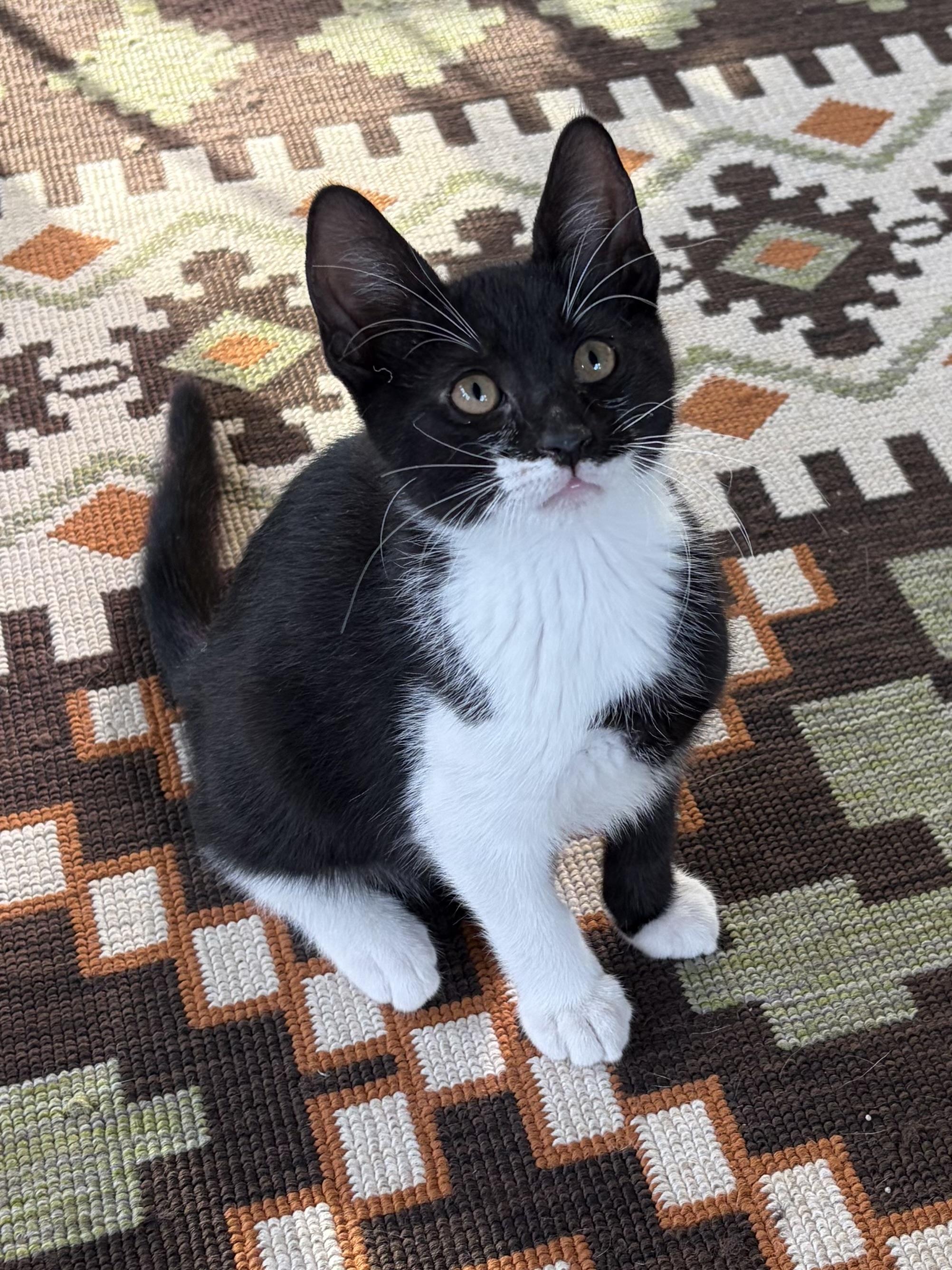 Liam, a Adoptable Domestic Short Hair in Turnersville, NJ image 2/2