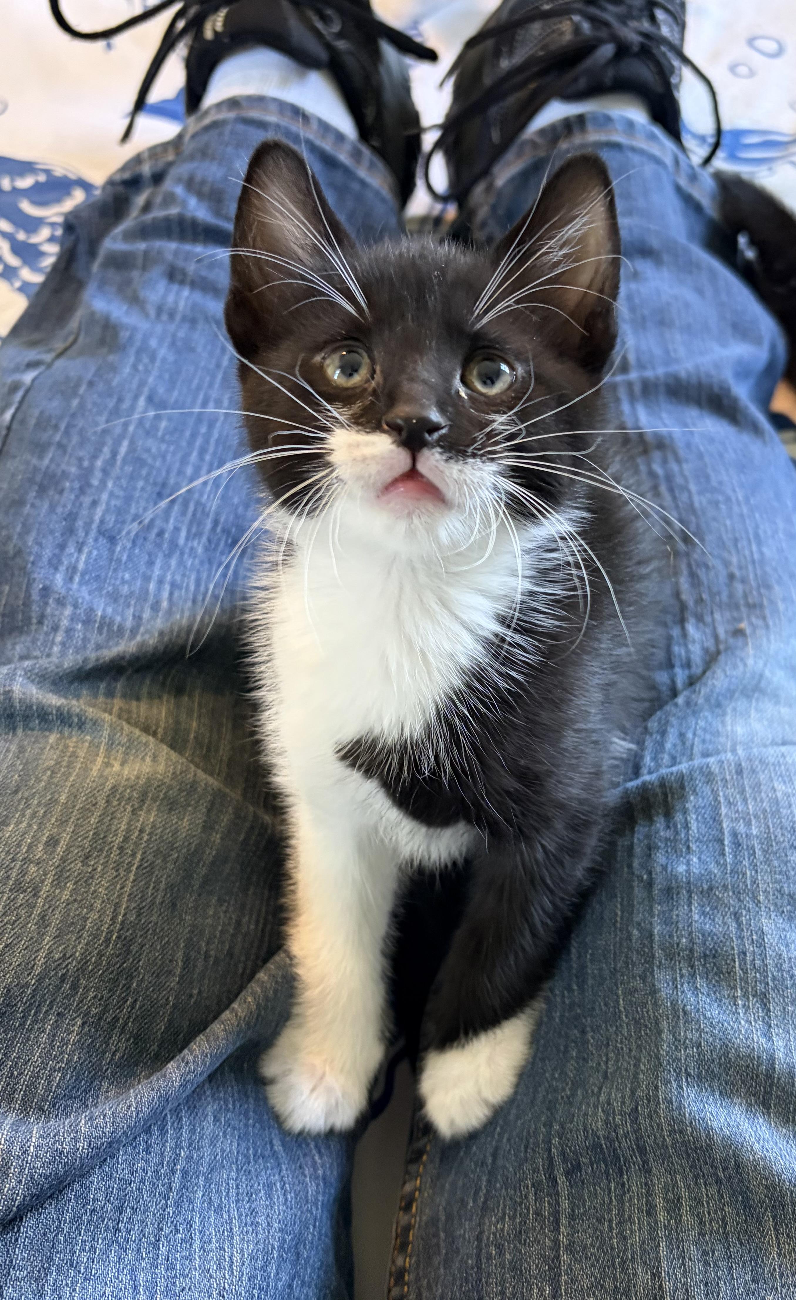 Liam, Adoptable, Kitten Male Domestic Short Hair.