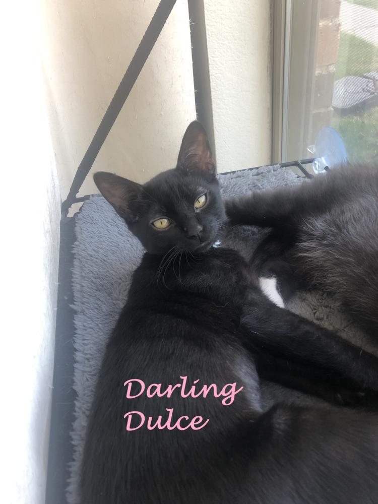 Dulce 0364, a Adoptable Domestic Short Hair in Dallas, TX image 1/2