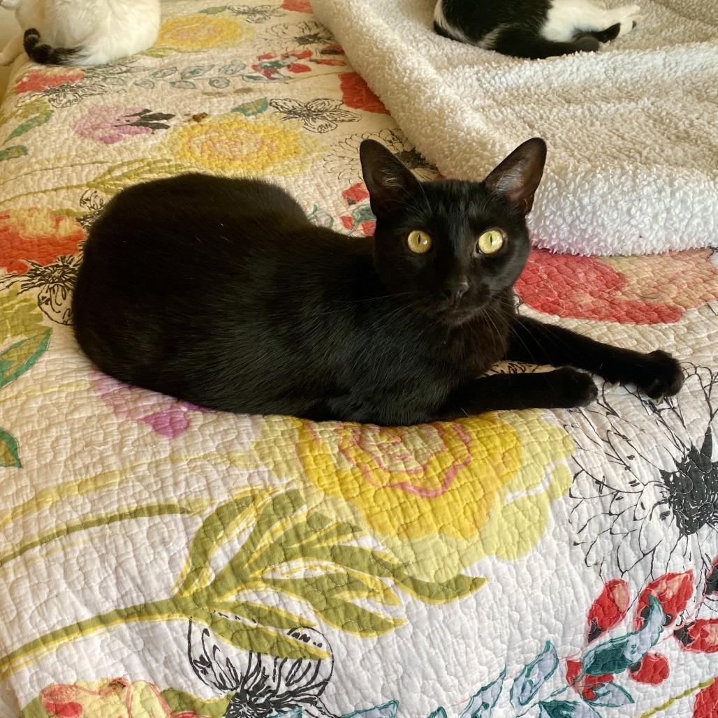 Runty — thumbnail 2