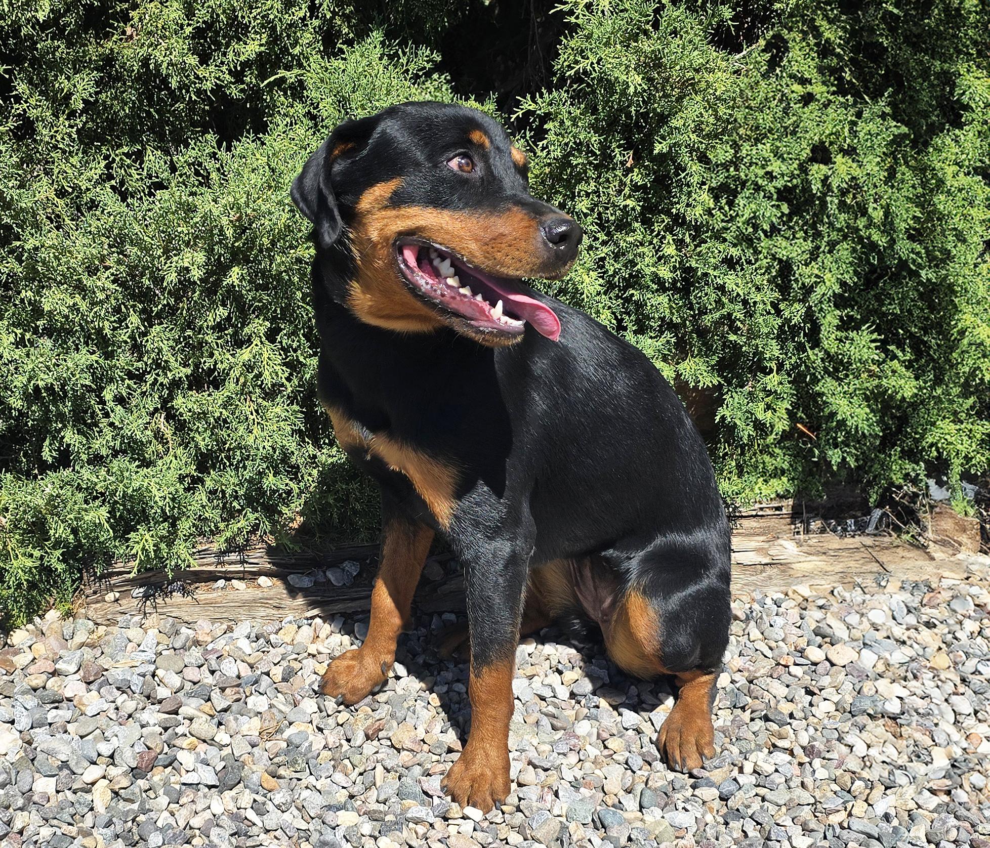 Enlarge Kind Ms Kairi - Radiant Rottie, a Adoptable Rottweiler in Albuquerque, NM image 3/4