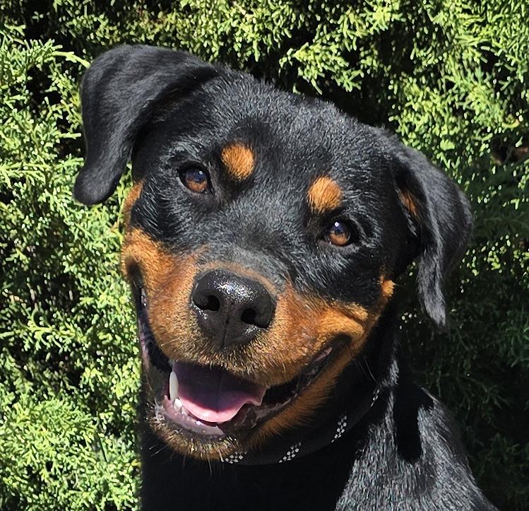 Kind Ms Kairi - Radiant Rottie, Adoptable, Young Female Rottweiler.