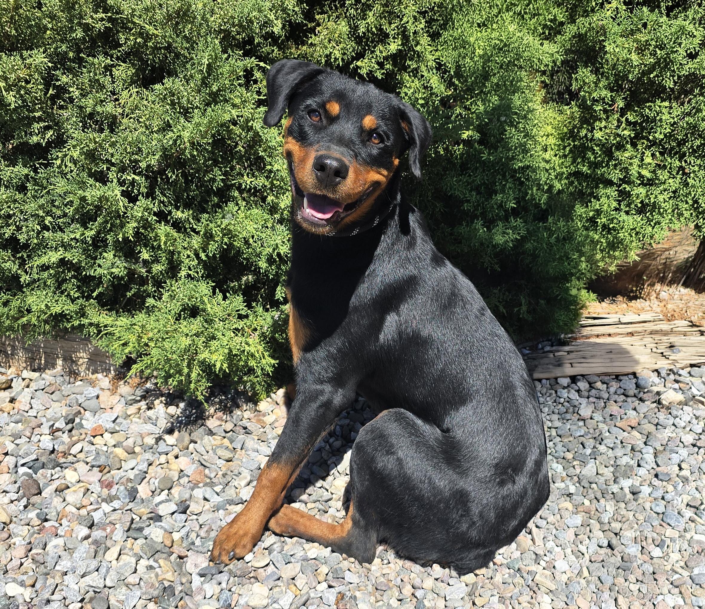 Enlarge Kind Ms Kairi - Radiant Rottie, a Adoptable Rottweiler in Albuquerque, NM image 2/4