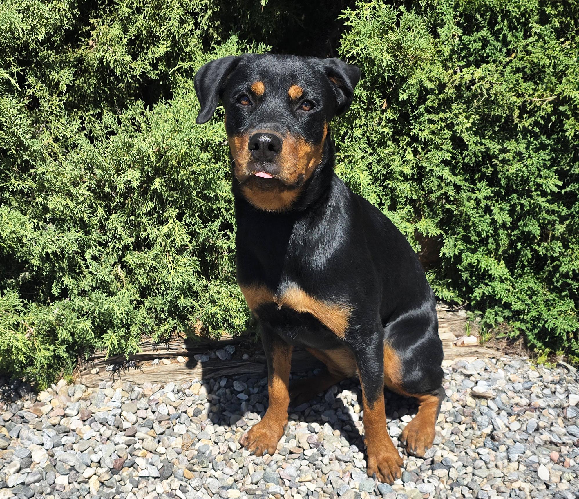 Enlarge Kind Ms Kairi - Radiant Rottie, a Adoptable Rottweiler in Albuquerque, NM image 4/4