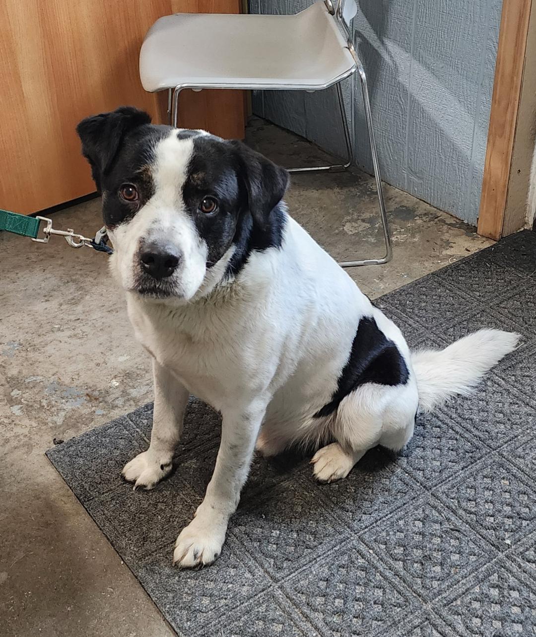 Jasper, a ADOPTABLE Mixed Breed in Point Pleasant, WV image 2/2