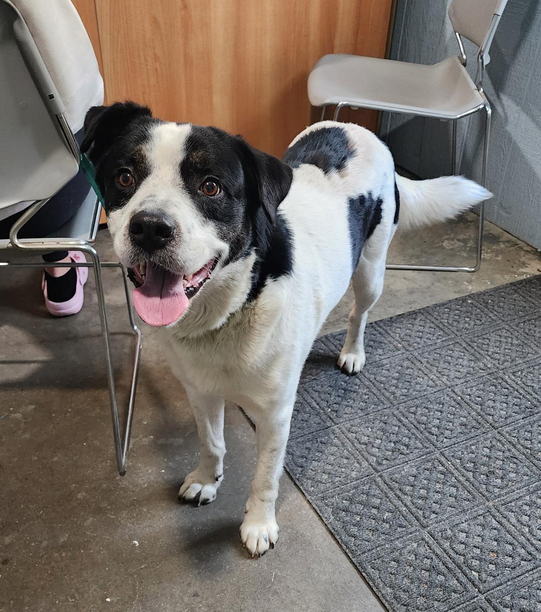 Jasper, ADOPTABLE, Adult Male Mixed Breed.