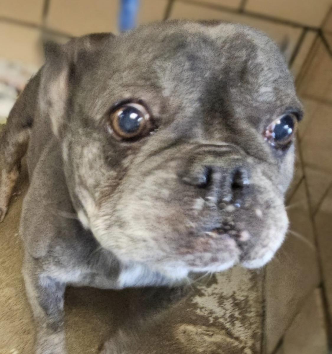 Enlarge Sapphire OWNER REDEEMED, an adopted French Bulldog in Canton, OH image 1/1