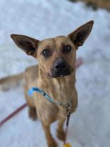 Minnie, adoptable, Adult Female Australian Kelpie.