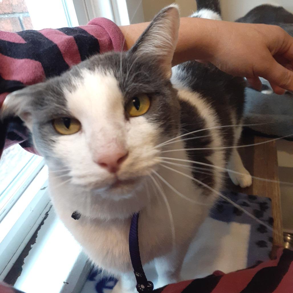 Harper, Adoptable, Adult Male Domestic Short Hair.