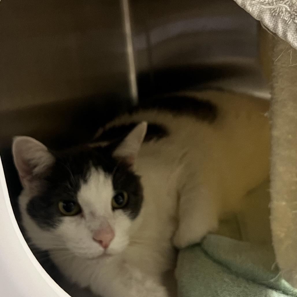 Harper, a Adoptable Domestic Short Hair in Pittsburgh, PA image 2/6
