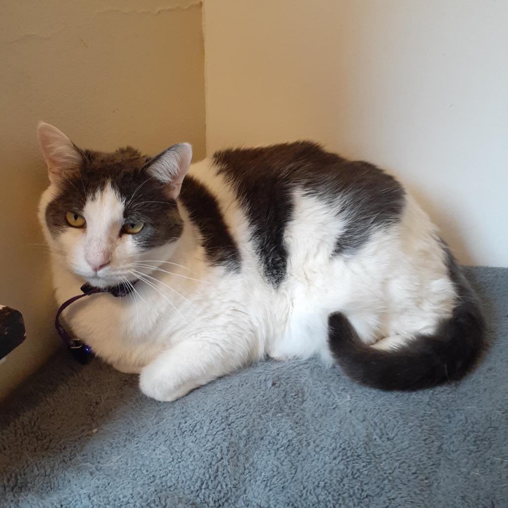 Harper, a Adoptable Domestic Short Hair in Pittsburgh, PA image 4/6