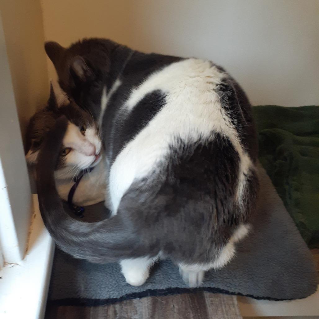 Harper, a Adoptable Domestic Short Hair in Pittsburgh, PA image 5/6