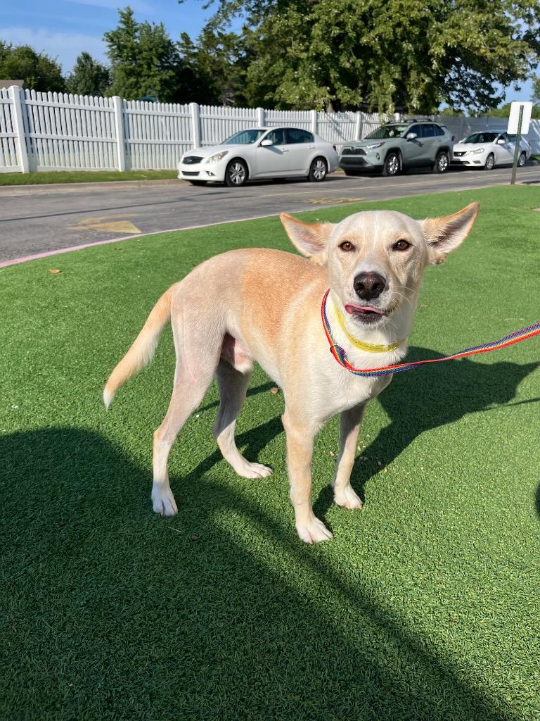 Leopold, a Adoptable mixed breed in Tulsa, OK image 3/6