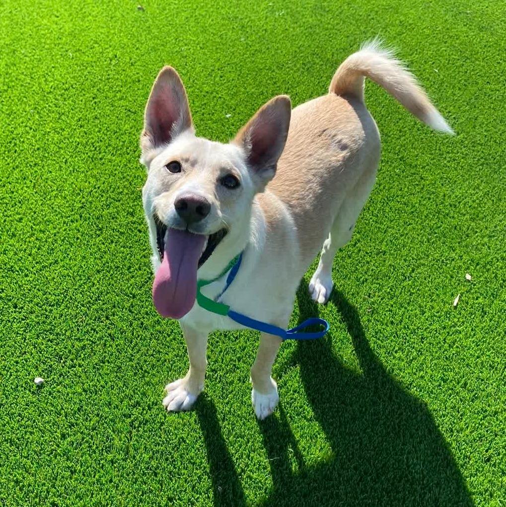 Enlarge Leopold, a Adoptable mixed breed in Tulsa, OK image 1/6