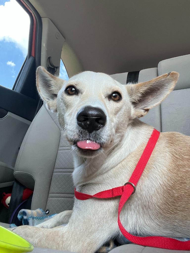 Enlarge Leopold, a Adoptable mixed breed in Tulsa, OK image 2/6