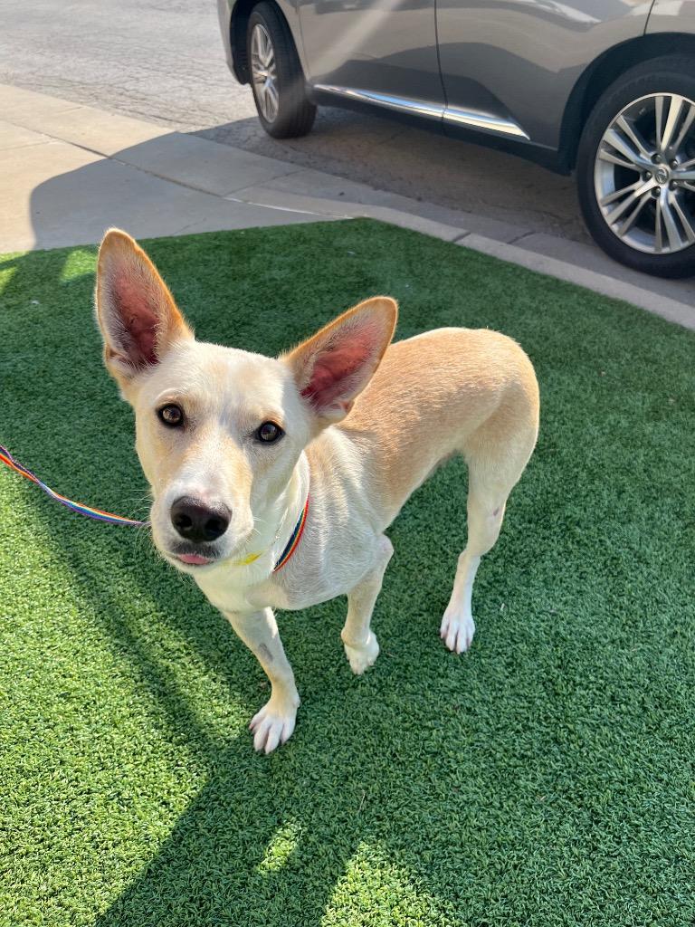 Enlarge Leopold, a Adoptable mixed breed in Tulsa, OK image 3/6