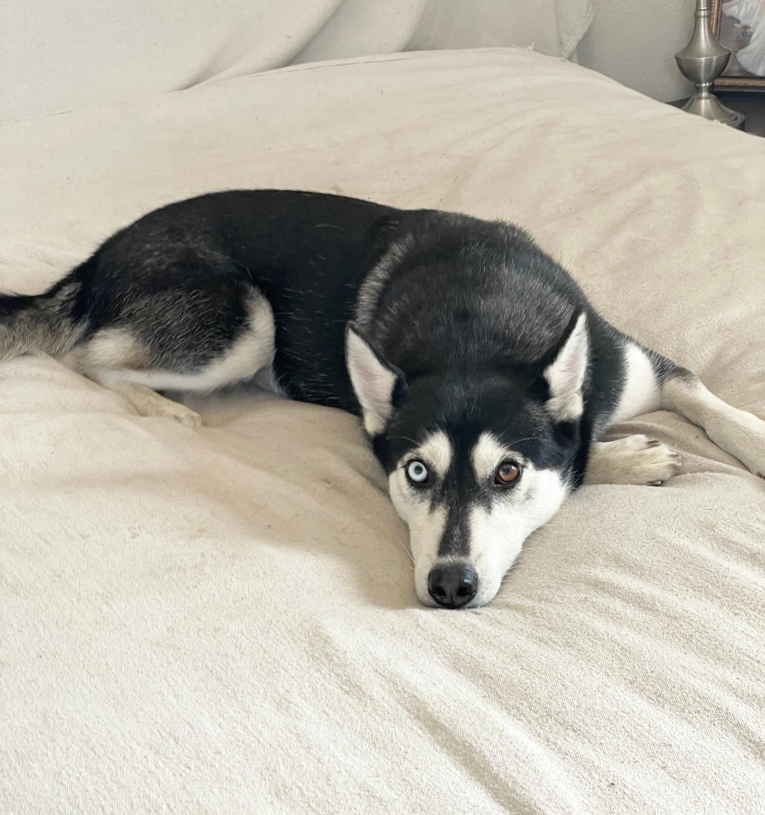 amazing Belle, a ADOPTABLE Siberian Husky in West Hartford , CT image 1/3