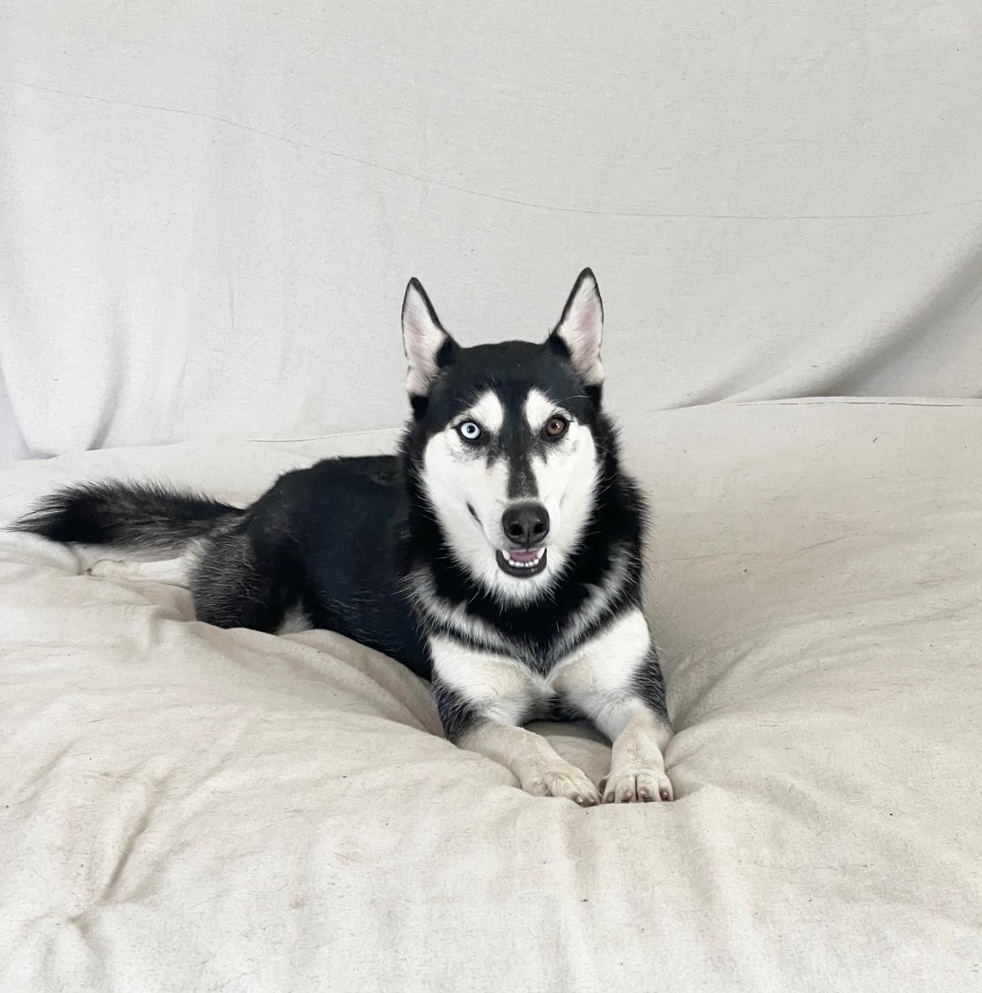 amazing Belle, a ADOPTABLE Siberian Husky in West Hartford , CT image 2/3