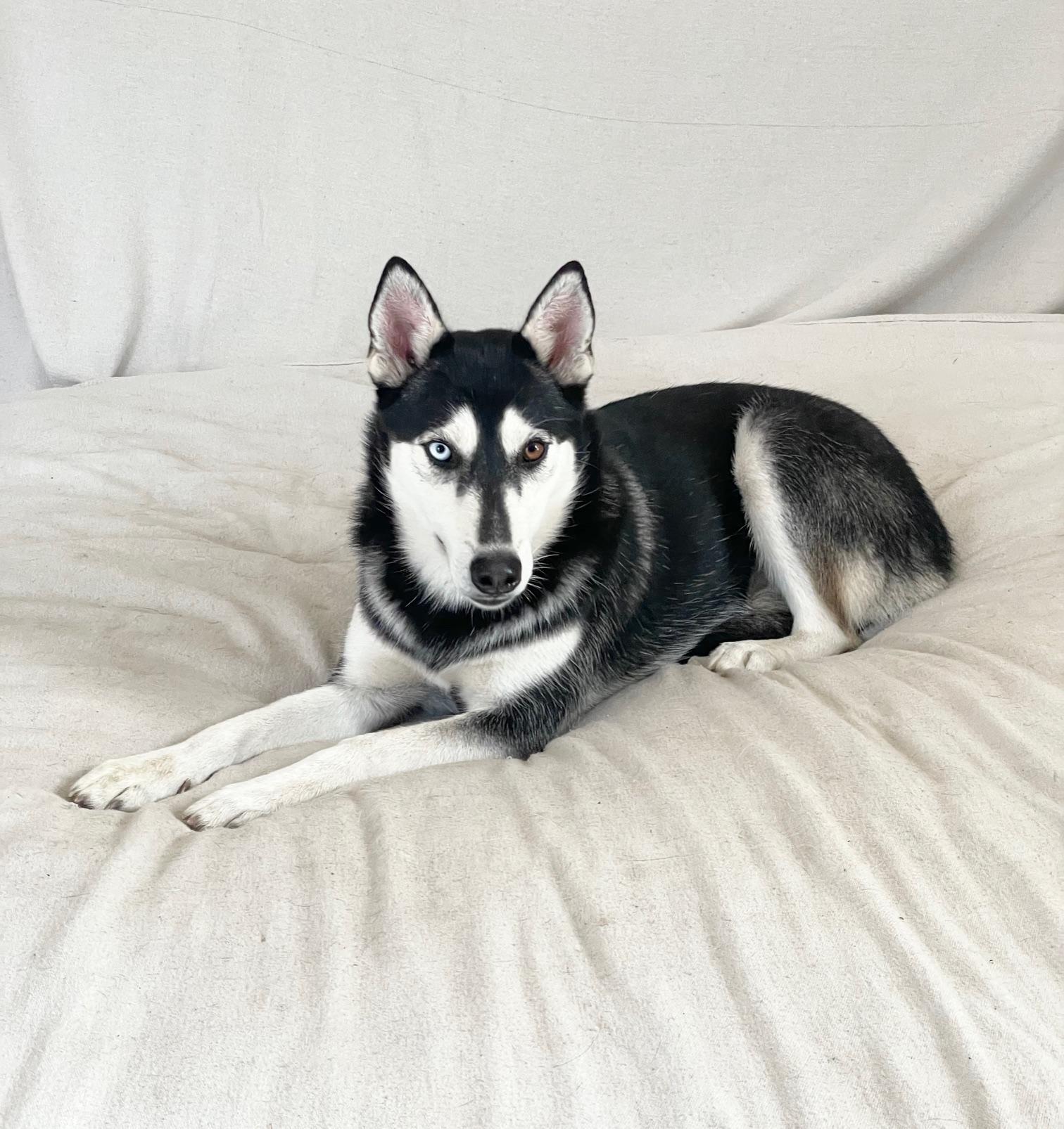 amazing Belle, a ADOPTABLE Siberian Husky in West Hartford , CT image 3/3