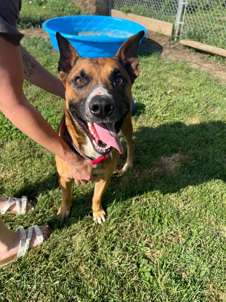 Enlarge Gremlin, a Adoptable Shepherd in Marion, OH image 1/6