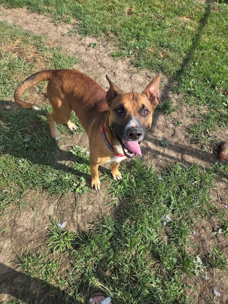 Enlarge Gremlin, a Adoptable Shepherd in Marion, OH image 2/6