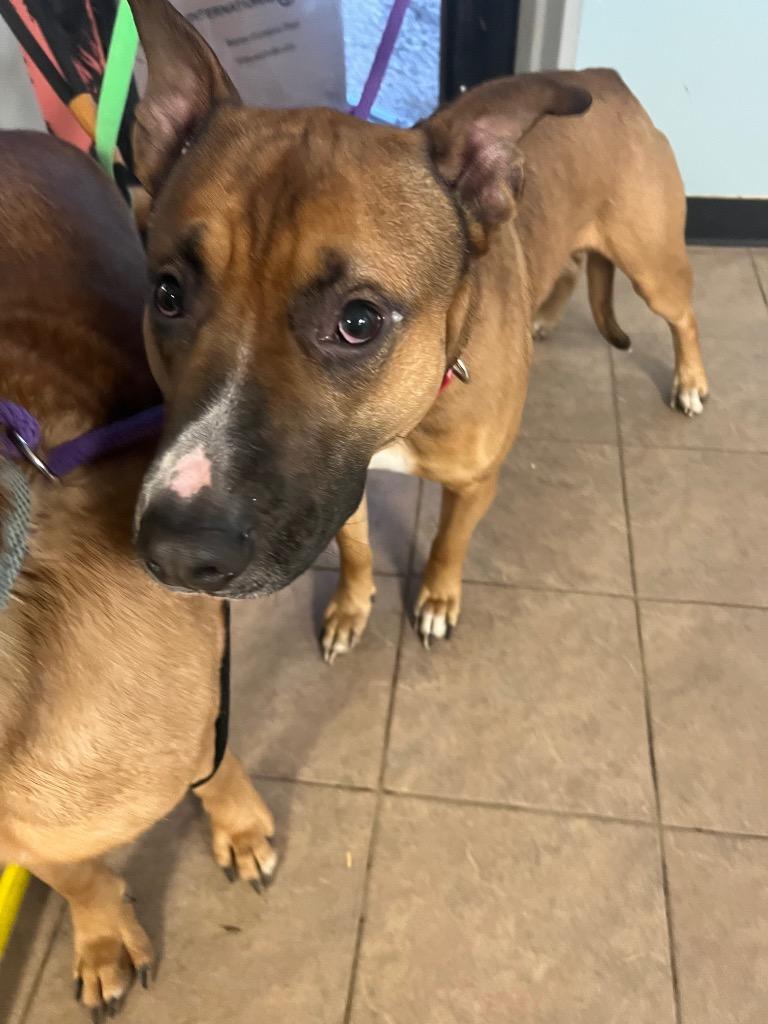 Enlarge Gremlin, a Adoptable Shepherd in Marion, OH image 6/6